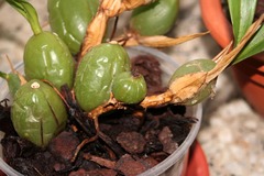 Orchideen giessen & übersprühen